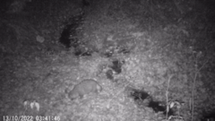 Nyctereutes procyonoides