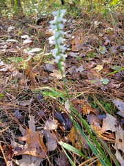 Spiranthes bightensis
