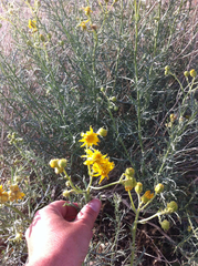 Senecio flaccidus douglasii