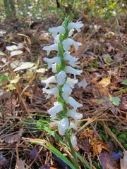 Spiranthes bightensis