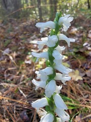 Spiranthes bightensis