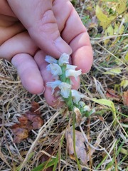 Spiranthes bightensis