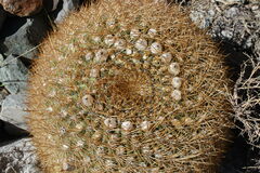 Eriosyce aurata
