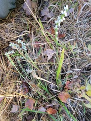 Spiranthes bightensis