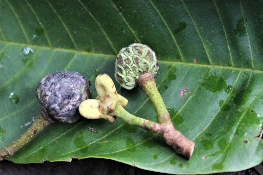 Cherimoya