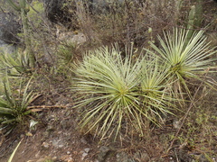 Agave stricta