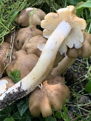 Lyophyllum