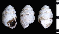 Vertigo gouldii