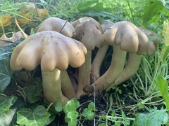 Lyophyllum