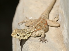 Agama dodomae