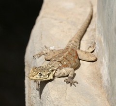 Agama dodomae