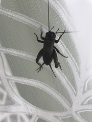 Melanogryllus desertus