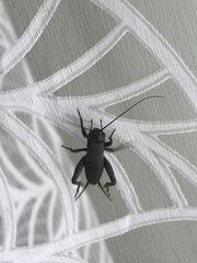 Melanogryllus desertus