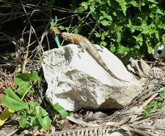 Ctenosaura similis similis