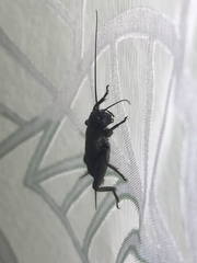 Melanogryllus desertus