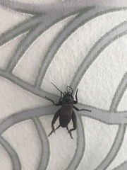 Melanogryllus desertus