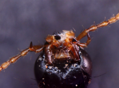 Quedius semiobscurus