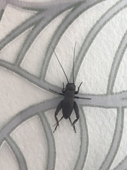 Melanogryllus desertus