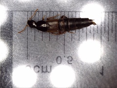 Quedius semiobscurus