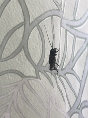 Melanogryllus desertus
