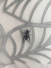 Melanogryllus desertus