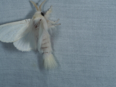 Trichiocercus sparshalli