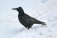 Corvus frugilegus