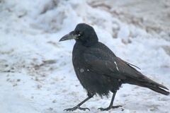 Corvus frugilegus