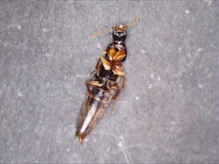 Quedius semiobscurus
