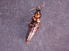 Quedius semiobscurus