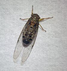 Cicadidae