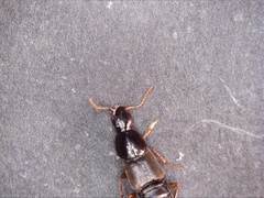 Quedius semiobscurus