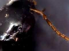 Quedius semiobscurus