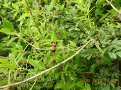 Calopteron reticulatum