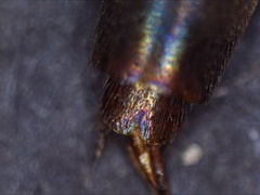 Quedius semiobscurus