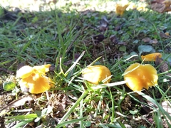 Hygrocybe ceracea