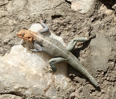 Agama dodomae