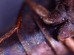 Quedius semiobscurus