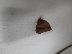 Lepidoptera
