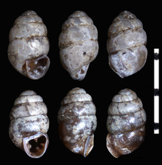 Vertigo tridentata