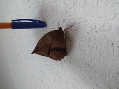 Lepidoptera