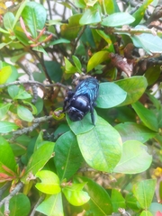 Pterygota