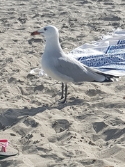 Ichthyaetus audouinii