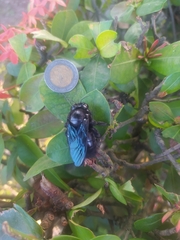 Pterygota