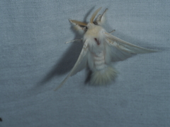 Trichiocercus sparshalli