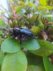 Pterygota