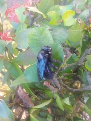 Pterygota