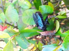 Pterygota