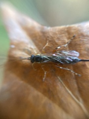 Itoplectis maculator