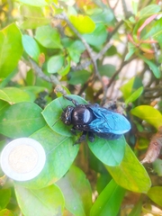 Pterygota